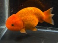 ドラゴンスケールらんちゅう　11cm