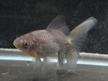 いぬび(青紅葉/網透明鱗)  8.5cm  c-11