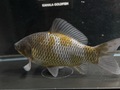 銀鱗和金フナ尾　20cm