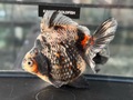 銀鱗三色琉金ショートテール　16.5cm