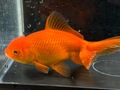  ジャンボオランダ獅子頭　15cm  k-2