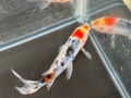 朱文金　12cm