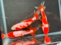 更紗和金　9cm