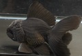 虎オランダ　10cm