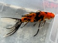 墨朱文金　28cm