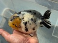 白黒らんちゅう