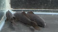 ドラゴンスケールブラックコメット　7-8cm