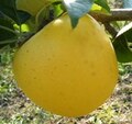 シナノゴールド３キロ箱（８～１２個くらい）