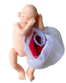 １０カ月胎児　（新生児モデル＋胎盤）