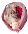 ９ヵ月胎児モデル　