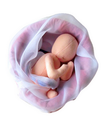 ４カ月胎児モデル