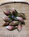 自然栽培　みょうが(100g)