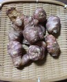 自然栽培　紫菊芋