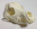 犬の頭蓋骨
