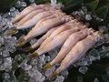 北海道産　本ししゃも（メス子持ち）10尾真空パック