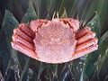 北海道産活毛蟹　小（約350ｇ）　極上活毛蟹