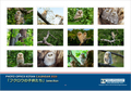 2025年度版Ａ4サイズ壁掛けカレンダー「フクロウの子供たち」Selection 