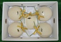 5ヶ入（1.6kg×5）