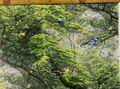 布「森に野鳥」