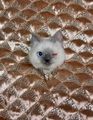 グレーシャム猫ちゃんブローチ　片目ウィンク