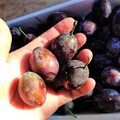 バラ詰め加工用おすそわけプルーン＜小玉～超小玉＞