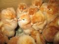 純国産鶏あずさの種卵（初代）：６個セット