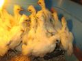【卵鶏】白烏骨鶏雌（60日雛♀）５羽セット・１７,５００円