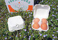再生紙使用の卵用紙パック＜４個対応：無地＞１０枚組