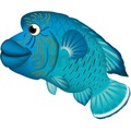 ナポレオンフィッシュ　キャラもの　 魚イラスト　CMYK