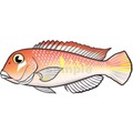 アカアマダイ　イラスト　AI形式　カラーモードCMYK