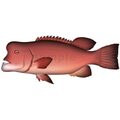 コブダイ　イラスト　Adobe illustrator AI形式 (CMYK)