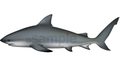 サメ(オオメジロザメ)イラスト　ベクターAI形式 (カラーCMYK)