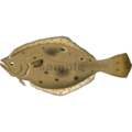 ヒラメ　魚イラスト　png形式