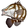 アカメ　イラスト　Adobe illustrator ベクターAI形式 (CMYK)