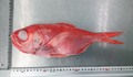 (230)魚種はおまかせ　410円の魚（キンメダイ）