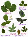 《ベリ～ふ》8種のベリーの葉っぱアソート8g