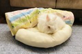 ぐぅぐぅぴょんネル