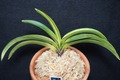 富貴蘭「芙蓉錦」