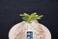 富貴蘭「錦麒麟」