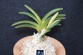 富貴蘭「大鷹丸白縞」