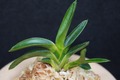 富貴蘭「無銘豆葉」