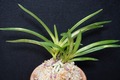 富貴蘭「紫金天」