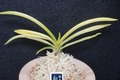 富貴蘭「白鯨」
