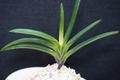 富貴蘭「金牡丹」