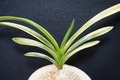 富貴蘭「吟風黄縞」