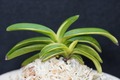 富貴蘭「天舞」