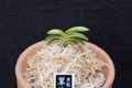 富貴蘭「翠華錦」