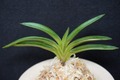 富貴蘭「伊勢矮鶏白縞」