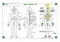 波動測定・改善用人体図（A4サイズ）
