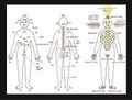 ★期間限定 波動測定・改善用人体図（B5版）30枚